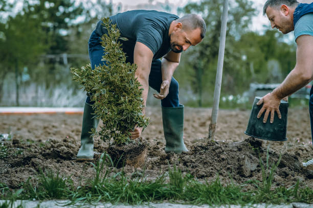 Best Tree Removal  in Itasca, TX