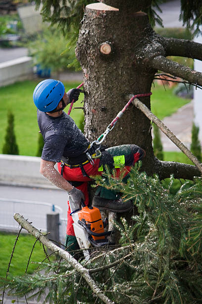 Best Lawn Renovation and Restoration  in Itasca, TX